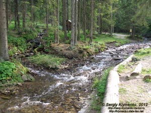 Карпаты. Закарпатская область. Фото. Речка Пилипец ниже водопада Шипот.