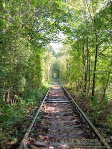 Ровенщина. Клевань. Фото. «Туннель любви».