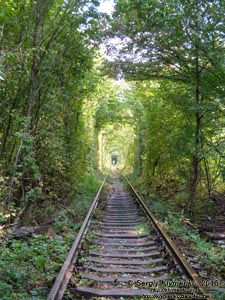 Ровенщина. Клевань. Фото. «Туннель любви».