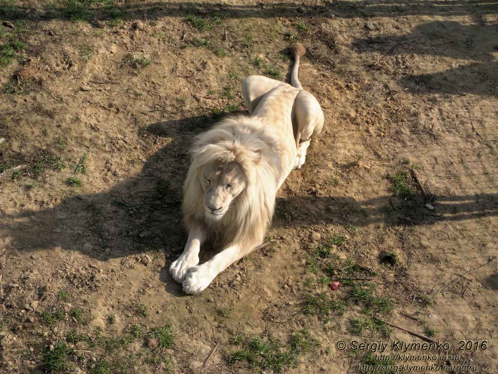 Киевская область. Село Демидов, «Парк животных XII Месяцев». Фото. Белый лев (Panthera leo).