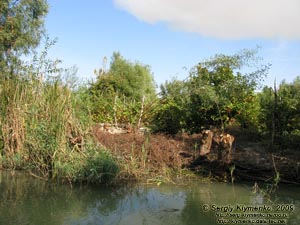 Одесская область. Вилково. Фото. Дунайские плавни. Плодороднейшая земля: везде - виноградники.