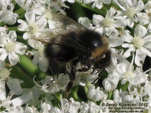 Закарпатская область, вблизи села Противень. Фото. Шмель, земляная пчела (Bombus) на цветке.