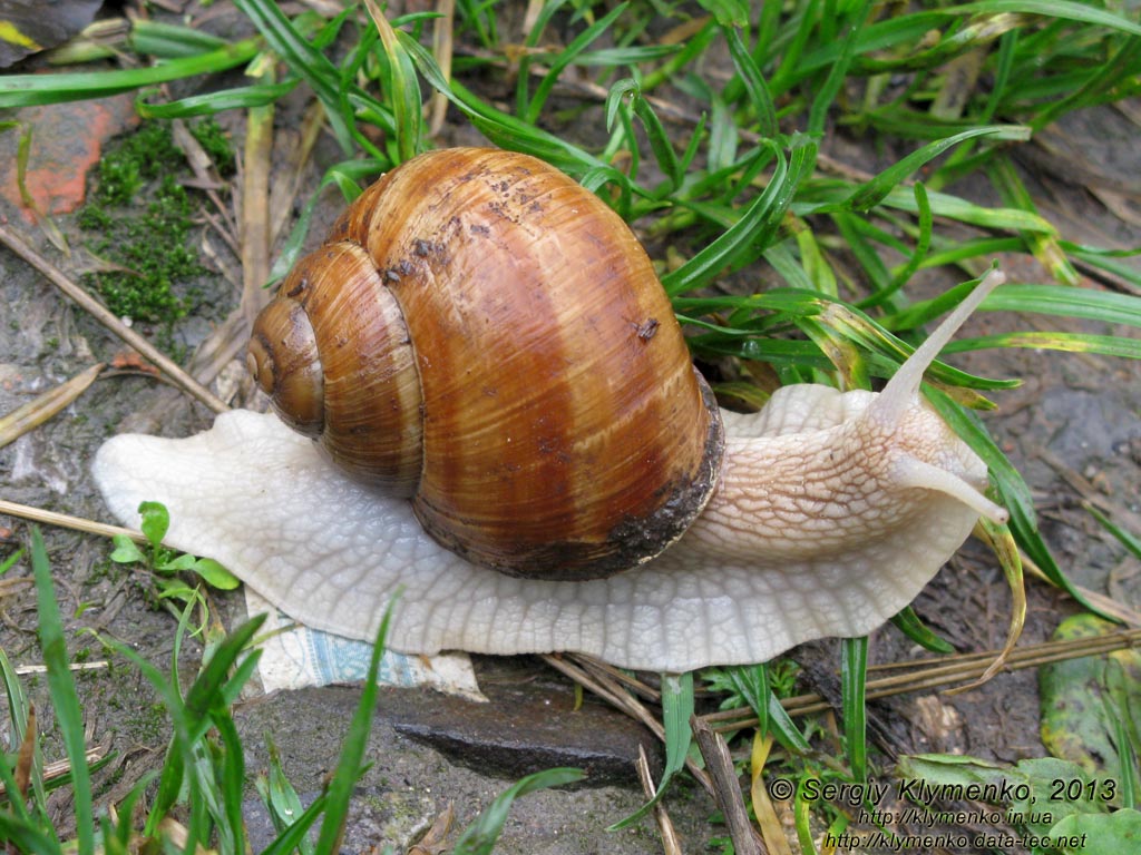 Хмельницкая область, Изяслав. Фото. Виноградная улитка (Helix pomatia).