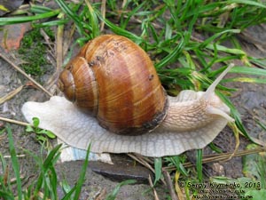 Хмельницкая область, Изяслав. Фото. Виноградная улитка (Helix pomatia).