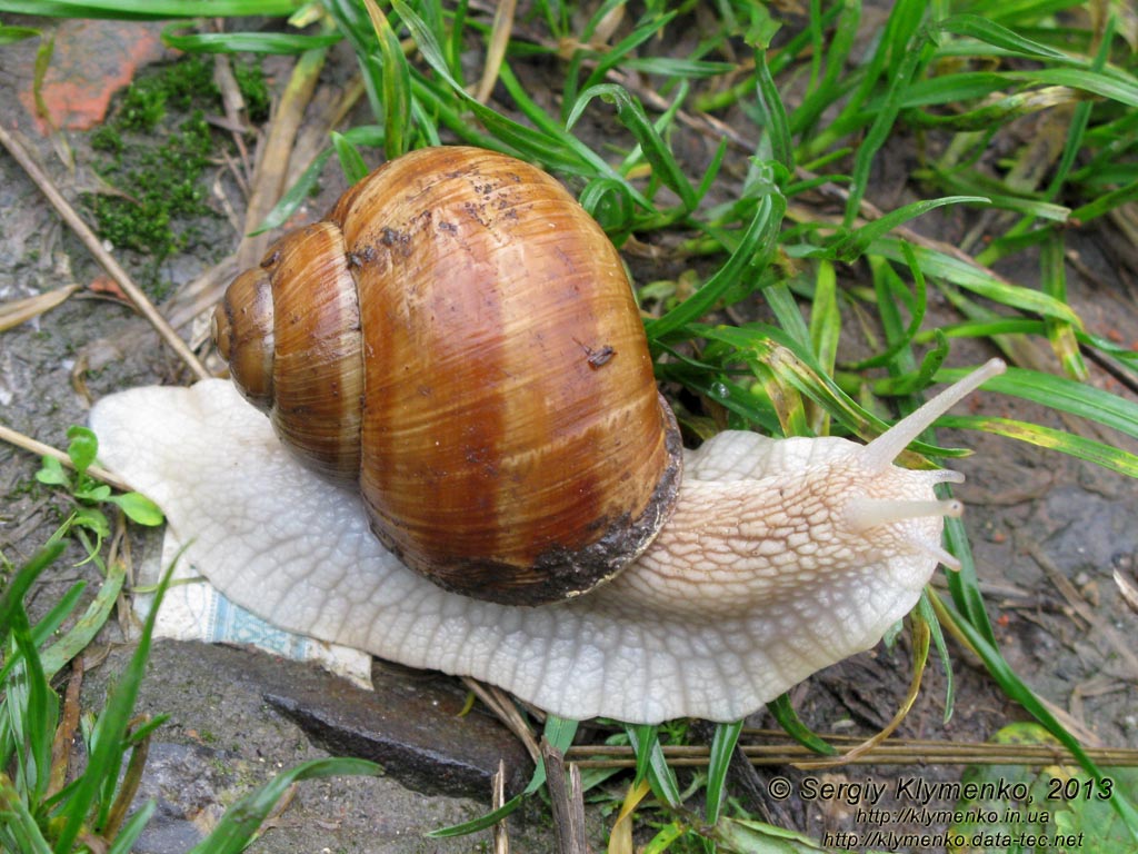 Хмельницкая область, Изяслав. Фото. Виноградная улитка (Helix pomatia).