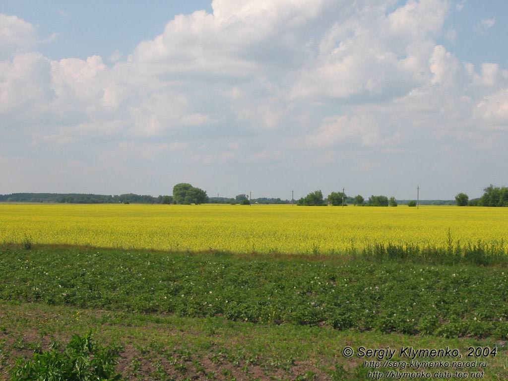 Черниговская область. Фото. По дороге от пгт Козелец к городу Остёр.