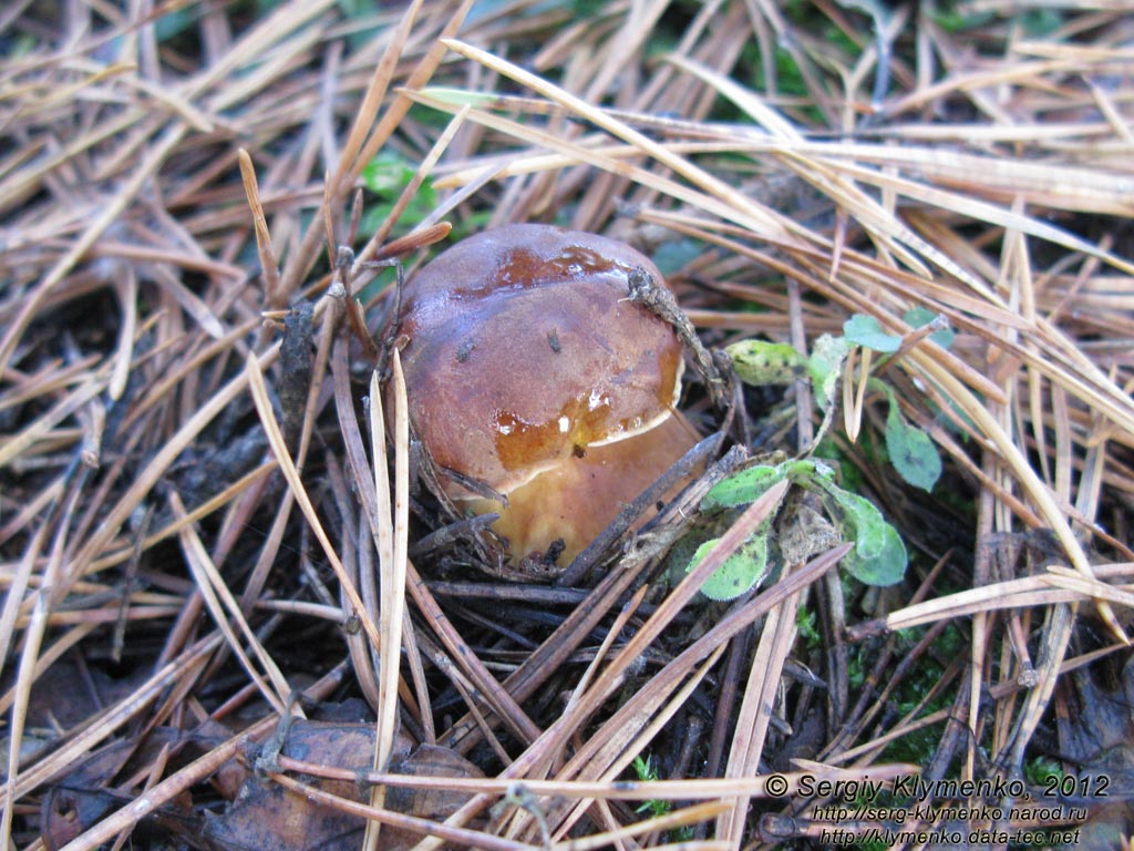 Черниговщина. Фото. Белый гриб (Boletus edulis) в леске возле автодороги E101 (Киев-Кипти-Глухов-Бачевск-Москва).