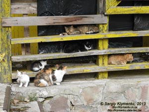 Ровно. Фото. Парк культуры и отдыха им. Т. Г. Шевченко. Коты - истинные владельцы бывшего кафе «Лион».