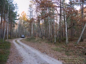 Житомирская область, Олевский район, Замысловецкое лесничество. Фото. Урочище «Каменное Село» (51°18'14"N, 27°58'39"E).