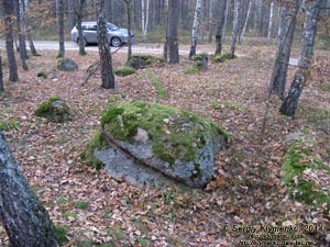 Житомирская область, Олевский район, Замысловецкое лесничество. Фото. Урочище «Каменное Село».