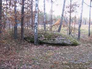 Житомирская область, Олевский район, Замысловецкое лесничество. Фото. Урочище «Каменное Село».