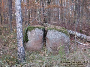 Житомирская область, Олевский район, Замысловецкое лесничество. Фото. Урочище «Каменное Село».
