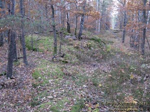 Житомирская область, Олевский район, Замысловецкое лесничество. Фото. Урочище «Каменное Село».