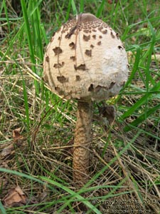 Волынь, Шацкие озёра. Фото. Молодой Гриб-зонтик пёстрый, или большой (Macrolepiota procera) в зелёной траве на берегу озера Свитязь.