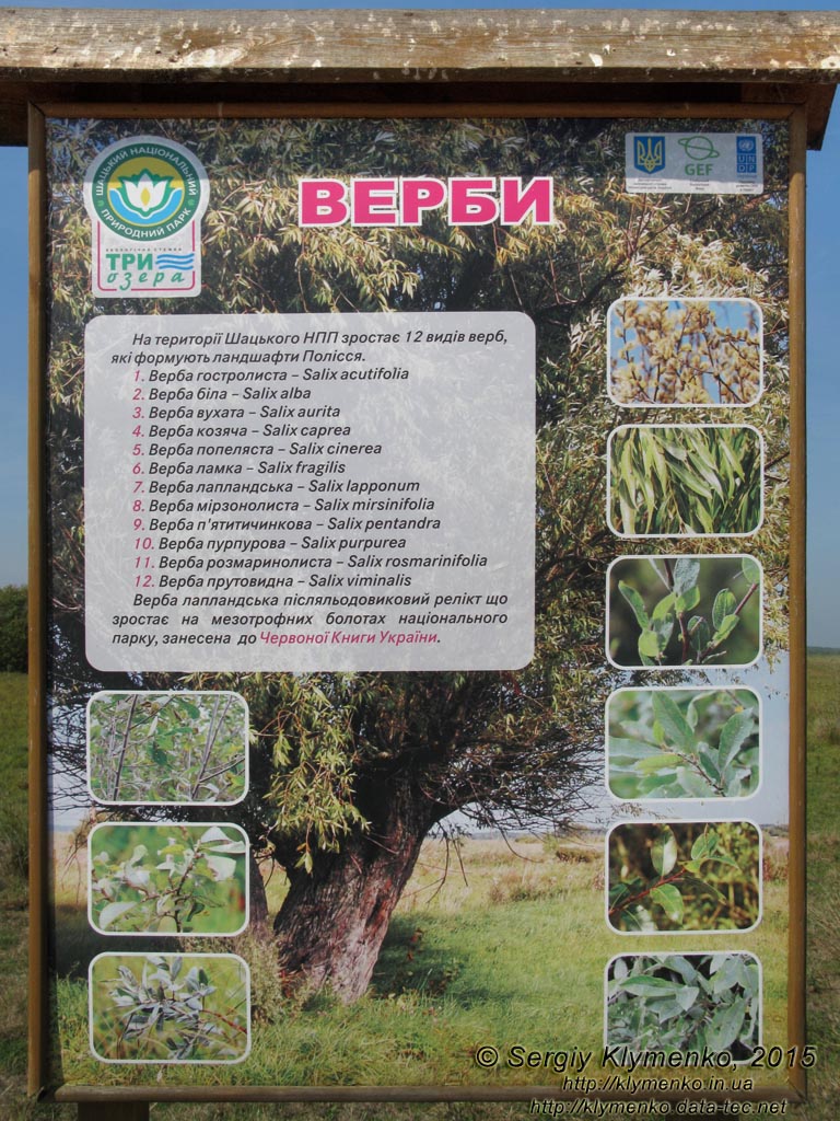 Волынь, Шацкие озёра. Фото. Щит с информацией о вербах (ивах, ракитах).