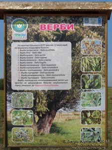 Волынь, Шацкие озёра. Фото. Щит с информацией о вербах (ивах, ракитах).