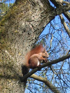 Тернополь. Фото. Парк "Топильче". Белка (Sciurus vulgaris) с орехом на дереве.