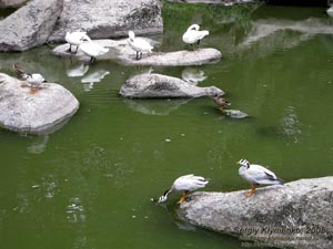 Умань, парк «Софиевка». "Птичье царство" около Большого водопада.