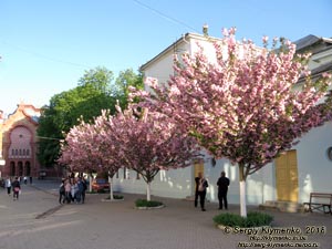 Ужгород. Фото. Цветет сакура (японская вишня, Prunus serrulata). Театральная площадь (площадь Евгения Фенцика).