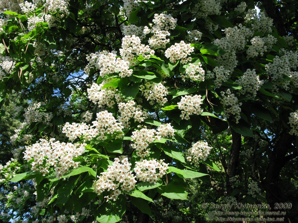 Закарпатская область. Виноградов. Фото. Цветет сакура (японская вишня, Prunus serrulata).