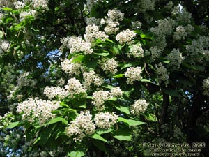 Закарпатская область. Виноградов. Фото. Цветет сакура (японская вишня, Prunus serrulata).