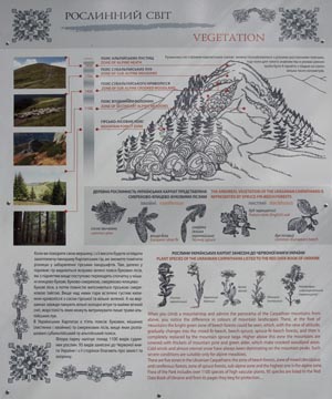 Фото Карпат, Ивано-Франковская область. Яремче. Информация о Растительном мире.
