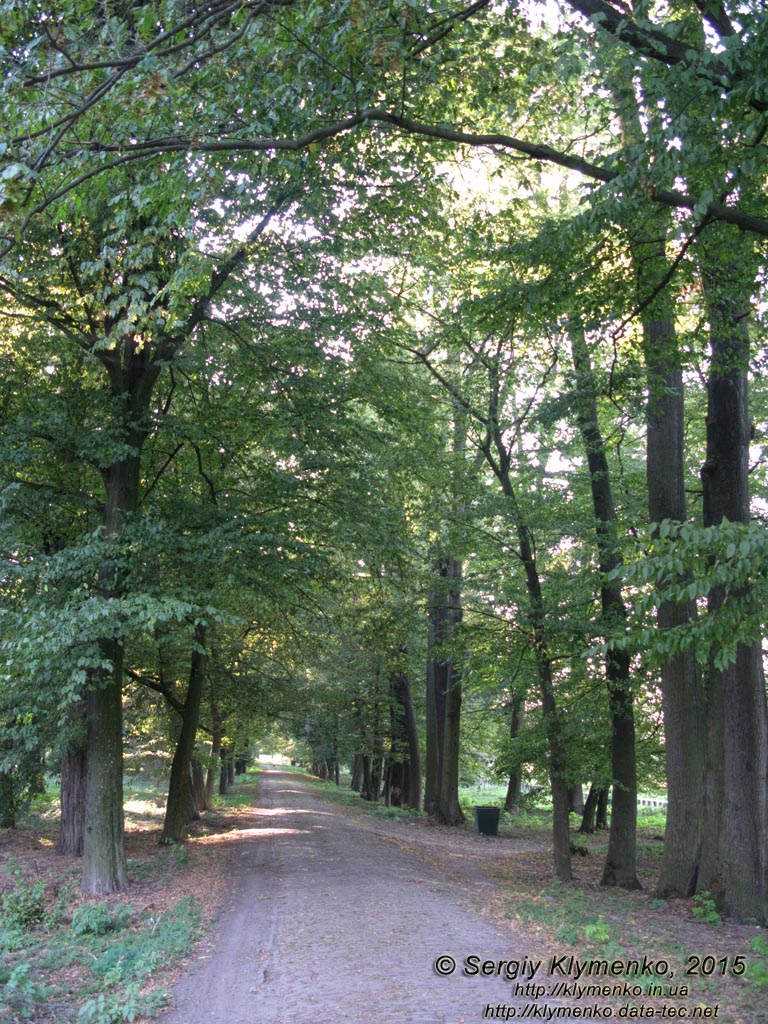 Львовщина. Село Тартаков. Фото. Дворцово-парковый комплекс. Аллея в парке.