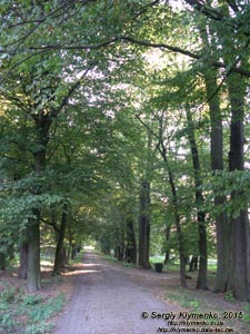 Львовщина. Село Тартаков. Фото. Дворцово-парковый комплекс. Аллея в парке.
