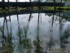 Волынская область, село Оконск. Фото. Оконские источники - гидрологический памятник природы.